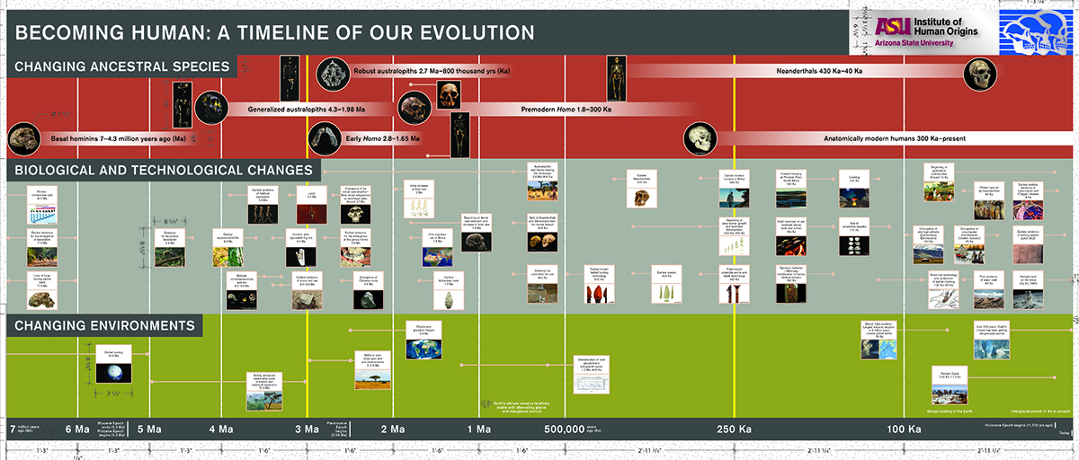 Timeline Of Human Evolution Institute Of Human Origins   ASU ISTB7 IHO Display   Graphics Timeline 2022 0615 1 